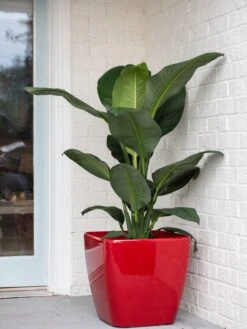 Viva Square Self-Watering Rolling Planter, 20" Diameter, Set Of 2 -Garden Care Tools Sales 3 4 crop 8612930 0032 tif