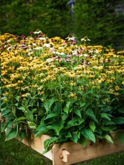 Farmstead Cedar Raised Garden Beds, 2' -Garden Care Tools Sales 8588144 014V tif