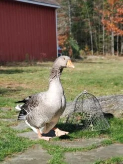 Chicken Wire Cloche -Garden Care Tools Sales 8590210 01IN tif