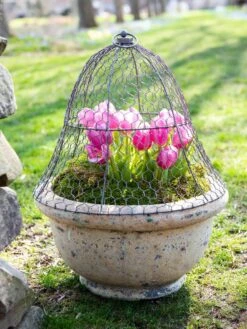 Chicken Wire Cloche -Garden Care Tools Sales 8590210 021 tif