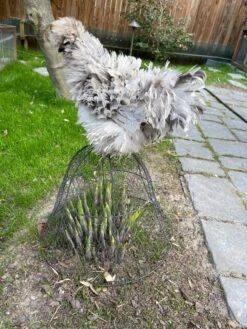 Chicken Wire Cloche -Garden Care Tools Sales 8590210 02CUST tif