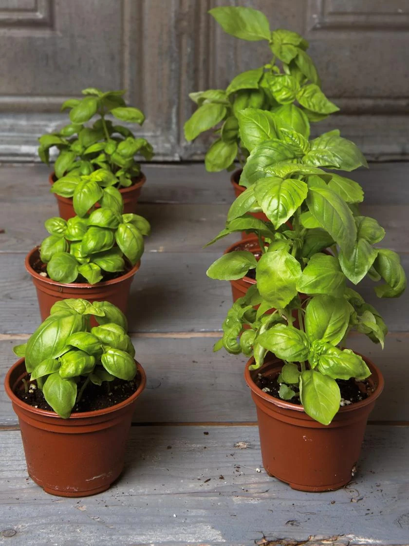 TSK Replenishment Kit 3 TSK Replenishment Kit - Image 2