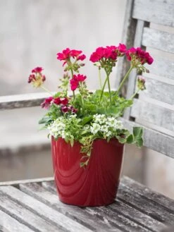 Viva Round Self-Watering Planter, 7" Diameter -Garden Care Tools Sales 8595222 1137 tif