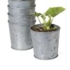 Galvanized Planting Cups, Set Of 5 2 Galvanized Planting Cups, Set Of 5 -Garden Care Tools Sales 8596104 9899 tif