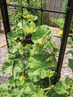 Gardener’s Victory Self-Watering Planter With Vine Trellis 22 Gardener’s Victory Self-Watering Planter With Vine Trellis -Garden Care Tools Sales 8600176 6853