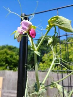 Gardener’s Victory Self-Watering Planter With Vine Trellis 23 Gardener’s Victory Self-Watering Planter With Vine Trellis -Garden Care Tools Sales 8600177 6588 tif