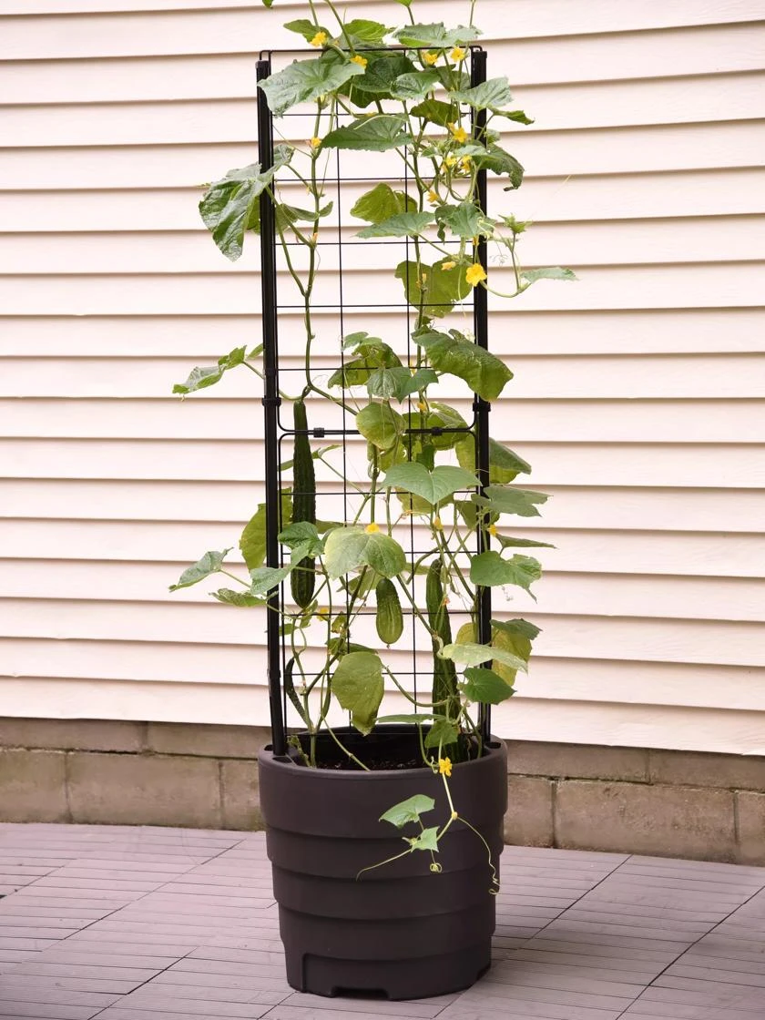 Gardener’s Victory Self-Watering Planter With Vine Trellis 10 Gardener’s Victory Self-Watering Planter With Vine Trellis - Image 8