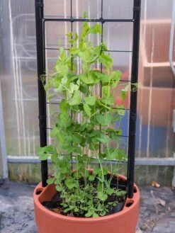 Gardener’s Victory Self-Watering Planter With Vine Trellis 18 Gardener’s Victory Self-Watering Planter With Vine Trellis -Garden Care Tools Sales 8600178 5000 tif