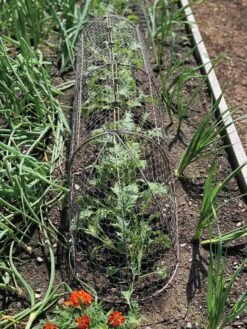 Chicken Wire Row Cloche Expandable Extra Large 3N1 12 Chicken Wire Row Cloche Expandable Extra Large 3N1 -Garden Care Tools Sales 8609412 5903 tif