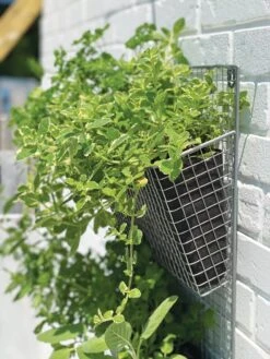 Wire Wall Pockets Vertical Gardens -Garden Care Tools Sales 8609429 9500 tif