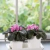 Stoneware Self-Watering Windowsill Planters, Set Of 2