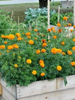 SeedSheets Organic Vegetable Garden, Easy Breezy Caprese, 4' X 8' 10 SeedSheets Organic Vegetable Garden, Easy Breezy Caprese, 4' X 8' -Garden Care Tools Sales 8613295 04V