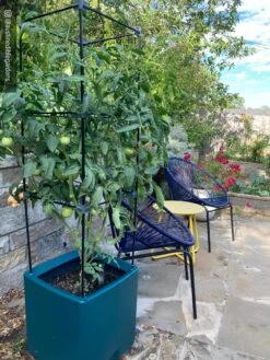 Oasis Self-Watering Tomato Planter With Trellis -Garden Care Tools Sales 8613440 01IN