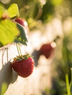 3-Tier Strawberry Bed -Garden Care Tools Sales Strawberry3 3167 tif